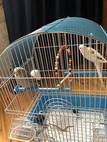 qefesi: Budaqlar və aksesuarlarla komplekt quş qəfəsi - Ölçü: orta həcmli — 3