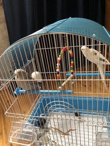 большая клетка для попугая: Dalğalı tutuquşular üçün qəfəs dəsti - Rəng: mavi altlıq, ağ-metal — 3