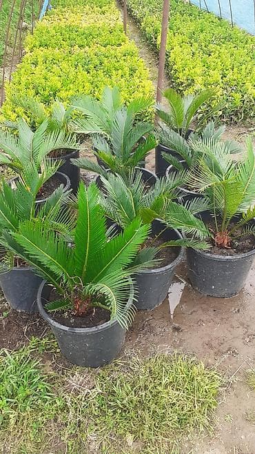 xurma agaci satilir: Sago xurması (Cycas revoluta) – qara plastik dibçəklərdə dekorativ — 2