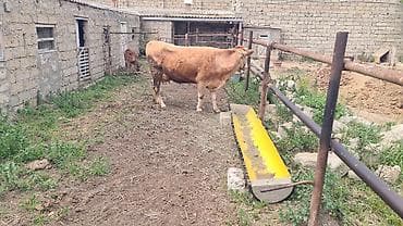simmental danalarin satisi: Dişi, Simental, il: 3, 800 kq, Südlük, Ünvandan götürmə — 6