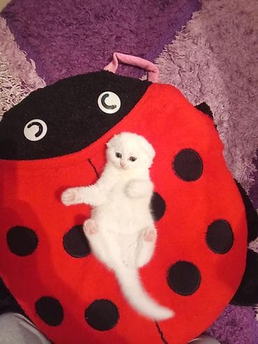 Şotland yastı qulaq, Dişi, Ünvandan götürmə