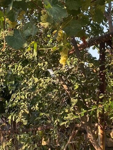 elan nədir: 3 otaqlı, 80 kv. m, Orta təmir — 3