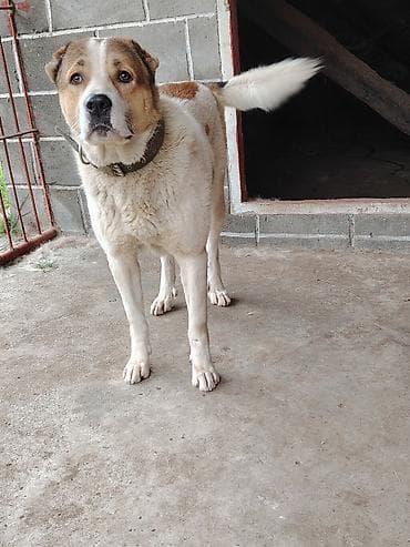 Alabay və Çoban iti qarışığı (4 yaş, erkək) – Əla mühafizəçidir. Çox