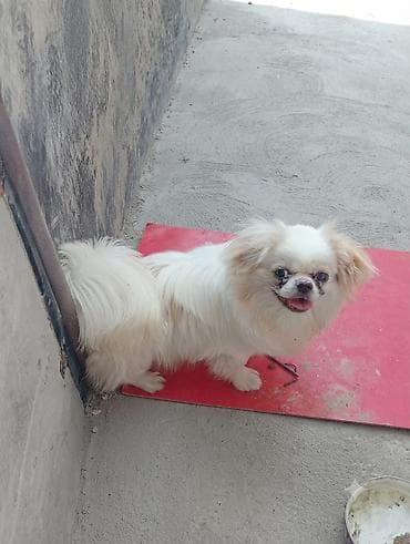 pekines itleri: Pekines — 3