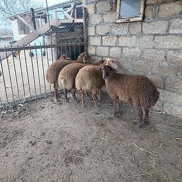 Рогатый скот: Qoyun sürüsü – yerli cins qaragül/yerli qarışıq tipli ana qoyunlar - — 3