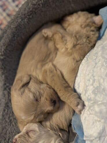 Digər heyvanlar: Balaca it balaları (şirin, tüklü yavrular) Təsvir: - Rənglər: açıq — 6