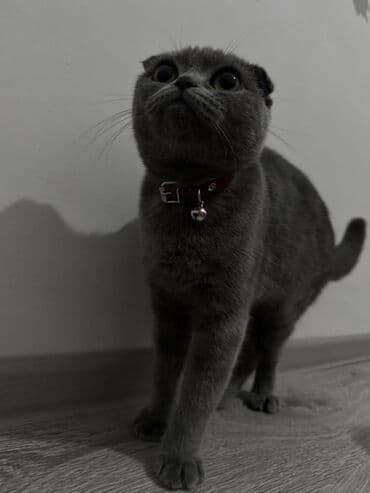 şotland pişik: Şotland yastı qulaq — 3