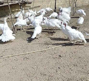 Şəkildəki hinduşkAların cücesi aprelin 4ü 5i olacağ. 15 günden