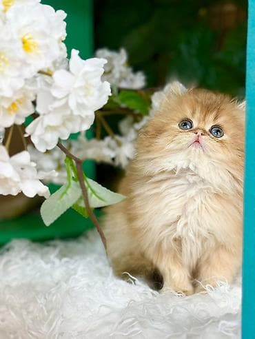 pisik ucun evler: Britan — 8