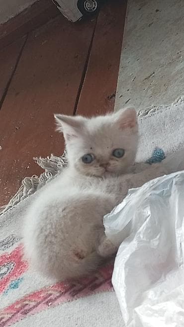 quba heyvanlar: Ağ tüklü, mavi gözlü balaca pişik balası. Qısa burunlu, yumru sifətli — 2