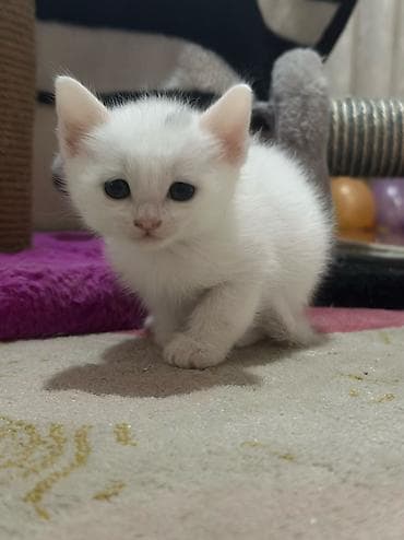 Britan, Erkək, Dişi lalafo.az -da Britan, Erkək, Dişi