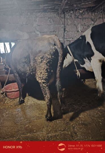 Inəklər, öküzlər: Qısır kök inəy satılır. - Cins: qarışıq yerli südlük tip. - Rəng — 2