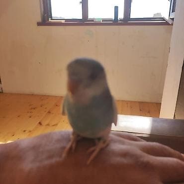 попугай ара цена: Vitamin yemekle beslenib — 2