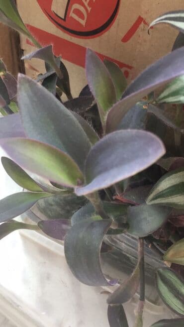 gül toxum satışı: Otaq bitkiləri — 5