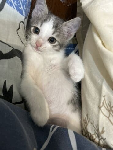 pişiklər pulsuz: Dişi, Yaxşı əllərə — 4