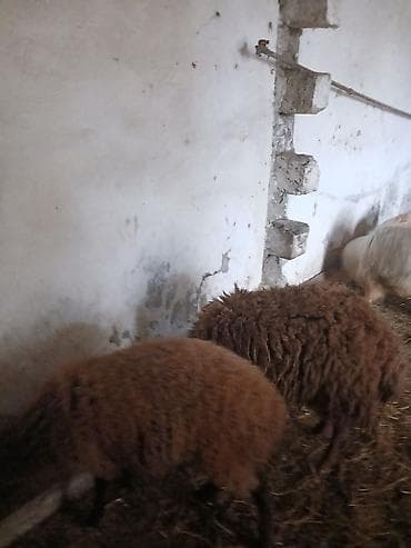 ucuz quzu: Iki baş qala cinsi ekizdilər 11 ayLlqdlLar qiymet birine aiddir.qoc — 10