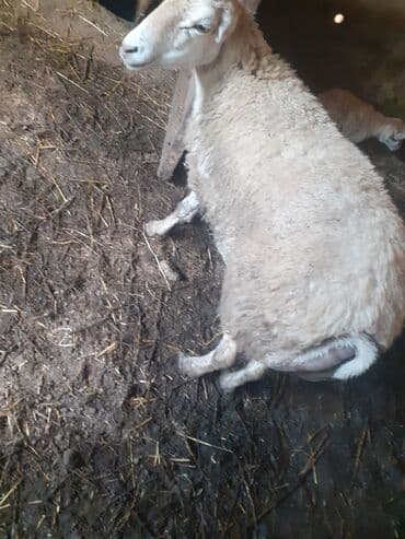 beyleqan sortu qoyun: 3 qarndı ciddi şəxslər razlaşmaq olar zəngin vurun — 7