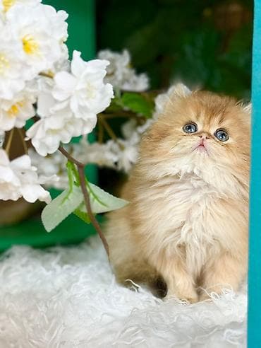 ari ailesi satilir: Erkək, Dişi, Yaxşı əllərə, Ödənişli çatdırılma, Rayonlara çatdırılma, Ünvandan götürmə — 2