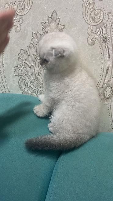 pisik sekileri: Britan — 5