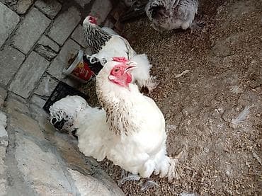 horoz: Toyuq, Brama, Damazlıq, Ünvandan götürmə — 6