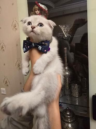 pişik pers: Şotland — 5