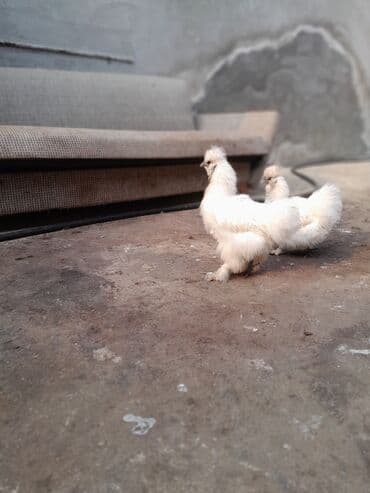 Toyuq, Damazlıq, Ödənişli çatdırılma — 1