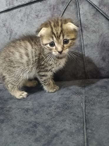 Şotland lalafo.az -da Şotland