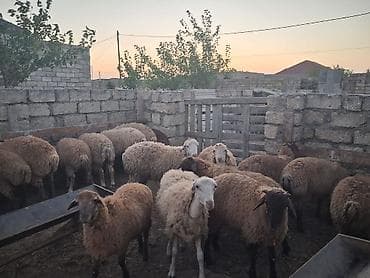 inek alqi satqisi: Quzu.Super kök erkək quzular.200 baş.Öz həyətimin — 9