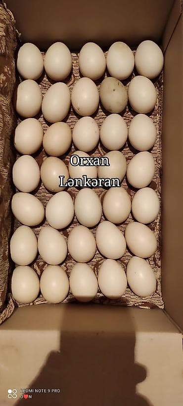 şirin it sekilleri: Salam, Təmiz Cins Amerikan sortu lal ördək balalarının və yumurta — 6