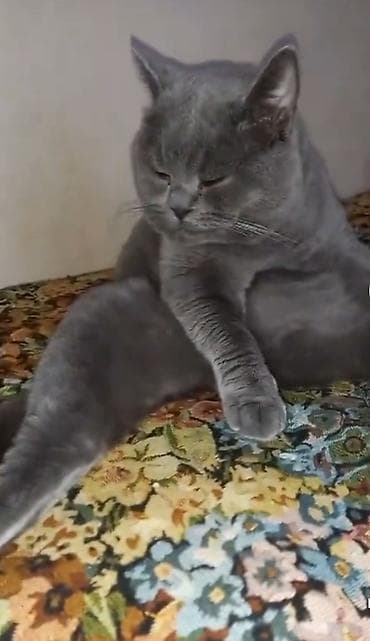 pişik pers: Шотландская, Самец, Для вязки — 3