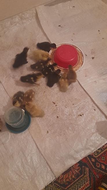 Птицы: 12 dene bala ördek 4 günlük balalar macar lavanda krasnadar zümrüdü — 3