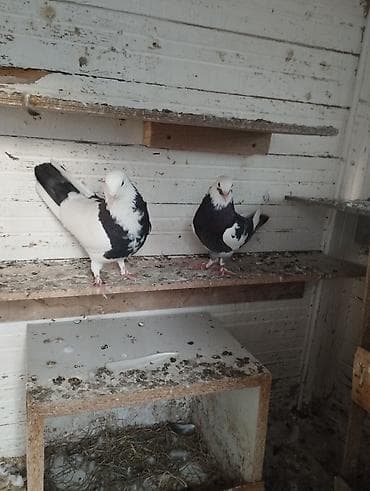 qus nömreleri: Ikisid tutulmadi biri 13 tuk biri 14 tuk .ayaginda 13tukun nomreli — 3
