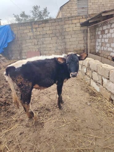 Super saglam saxlamali danadi zeng catmasa vapcatla zeng vur