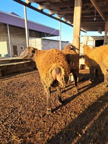 qoyun şəkli: Ətlik quzular diri çəkisi 9 m Biləsuvarda əlaqə — 3