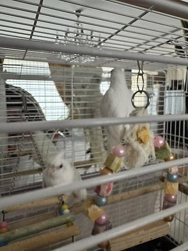 iran qusu: Yanaqsiz albinos korella balalar, tam sağlamdılar — 2