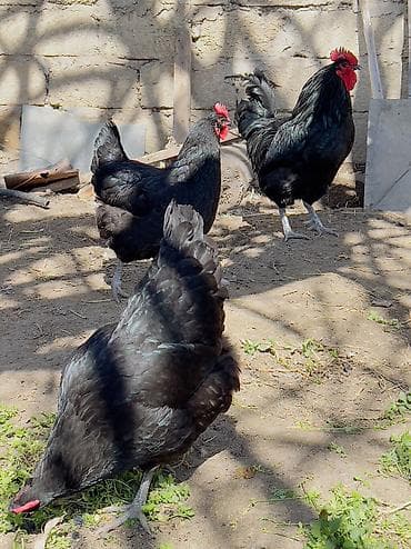 ucuz it: Toyuq, Ətlik — 2