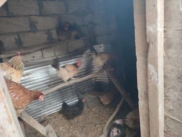 Digər kənd təsərrüfatı heyvanları: Toyuqlar — 5