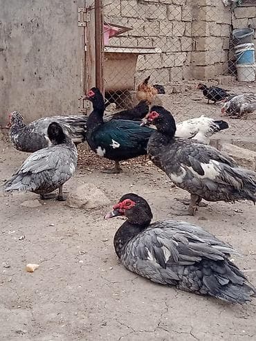 Dişi, | Lal ördək, Ətlik