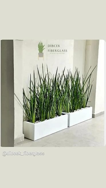 xlorofitum bitkisi: Fiberglass uzun düzbucaqlı dekorativ dibçəklər - Material: yüksək — 6