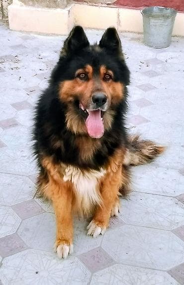 coban itləri: Alman çoban iti, 3 il, Erkek, Cütləşmə üçün — 2