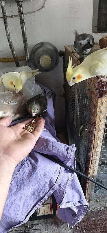 tutuquşlar: Salam. 6 ədəd boz korella balalaridir. 2 və 6 aylıq balalardi. Səsləri — 2