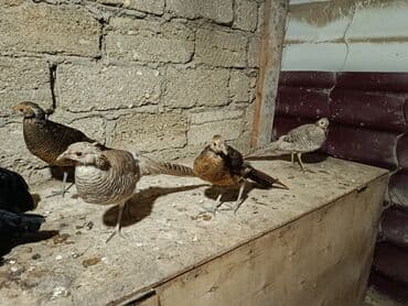 gence toyuq cuce: Damazlıq — 6