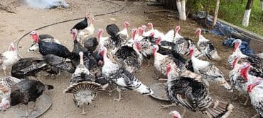 qoyun quzu nece yazilir: Məhsul: Hind quşları (hindi sürüsü)

Təsvir:
- adres beyleqan satilir — 2