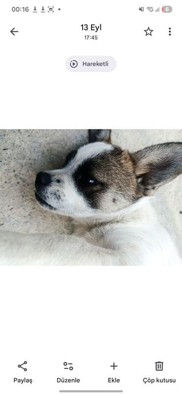 itlerin satisi 2017: 6aylıq zvanok Dişidir cox Cıvraq enerjik bir itdir dişlemir uaaglar — 3