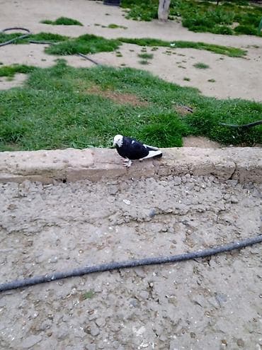 Kövən balalardı əsl üçurtmaqüçün biri 5 manatdır