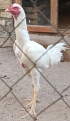 Ag heyratı yumurtaları satılır irak sortudur bir denesi 2 manata