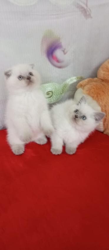 shotland pişik: Britan — 2