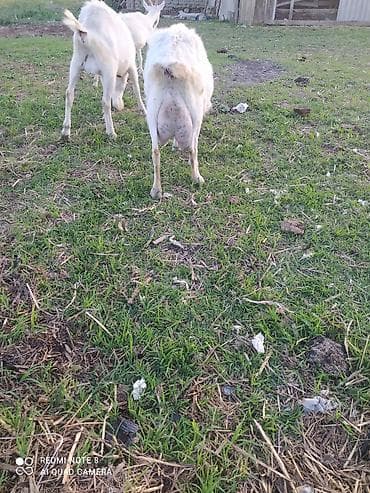 bala haski: Sanen Südlük keçi – bala ilə birlikdə - Cins: ağ südlük keçi Saanen — 3