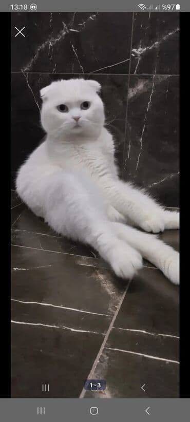 Şotland yastı qulaq, Erkək, Yaxşı əllərə