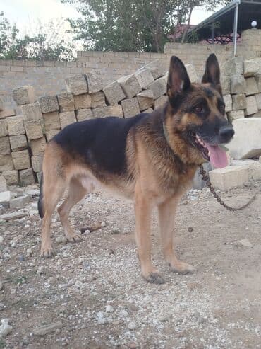 немецкие овчарки купить: Немецкая овчарка, Самец — 1